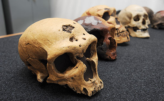 neandertals i sapiens