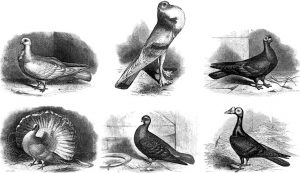 Variacions del Darwin domèstic