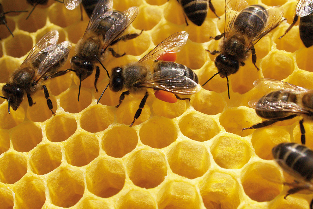 Què els passa a les abelles de mel?