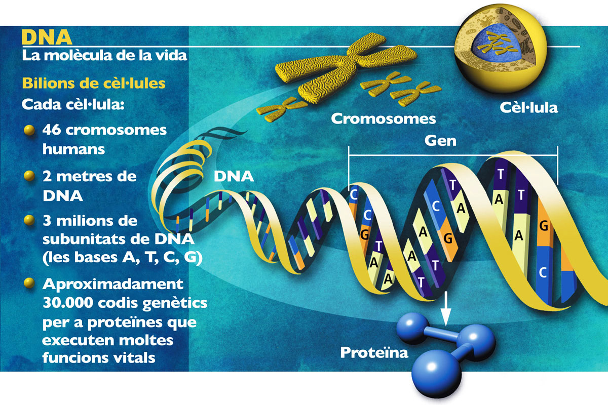 Què és el genoma?