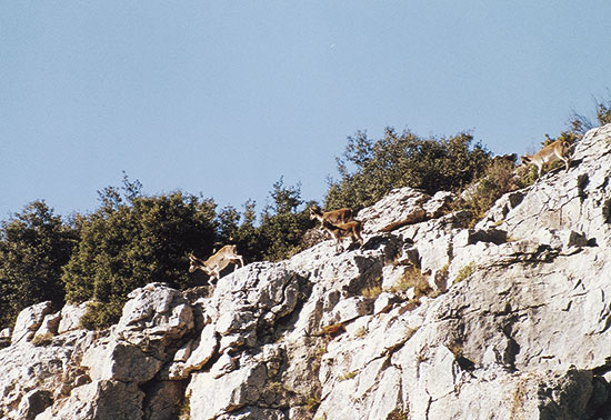 Cabra salvatge als vessants rocallosos del barranc.