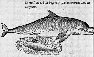 Dofí acabant de parir una cria, segons un gravat del llibre de Belon L’Histoire naturelle des estranges poissons marins (1551).