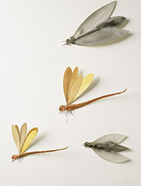 Il·lustració: Miquel Navarro. Insectes, 1998. Aquarel·la, 41x31 cm.