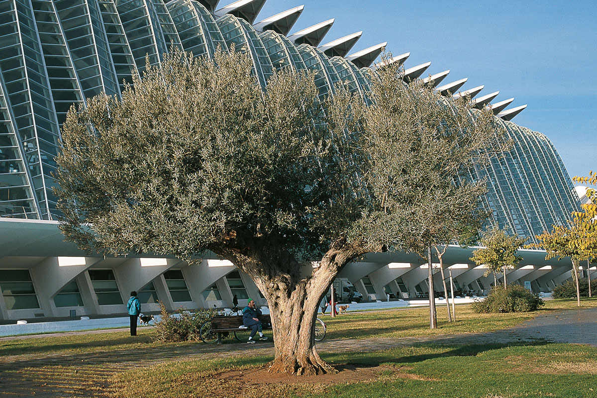L’arbre mil·lenari de la Mediterrània
