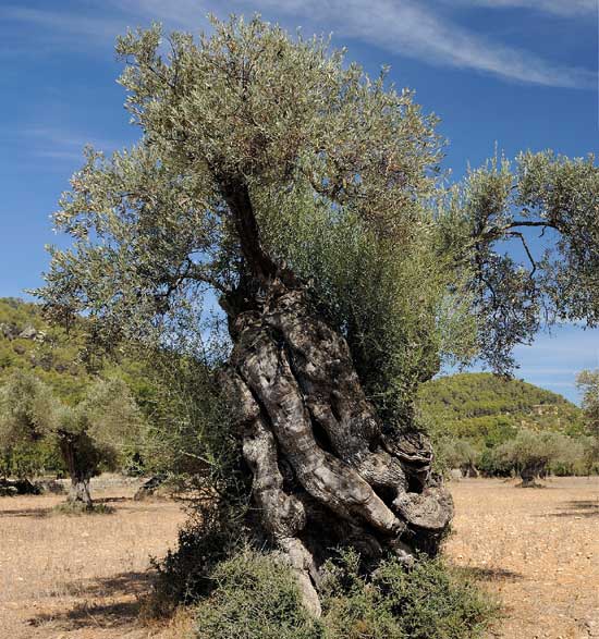 10-86 olivera arbres