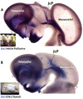 Figura 5. Genoarquitectura comparada entre vertebrats. A) Vista lateral del cervell sencer d’un embrió de pollastre (4 dies de desenvolupament) en la qual s’observa l’expressió del gen Six3 en distintes regions. S’indica una expressió ben definida en un domini de la regió pretectal (el domini o subdivisió juxtacomissural; JcP). B) Vista lateral del cervell sencer d’un embrió de ratolí (10,5 dies de desenvolupament) on es pot observar que el gen Six3 s’expressa en el mateix domini a nivell del presostre. Tenint en compte que ocupen la mateixa posició dins del pla general d’organització o construcció cerebral (Bauplan), podem dir que ambdós dominis d’expressió són homòlegs. /