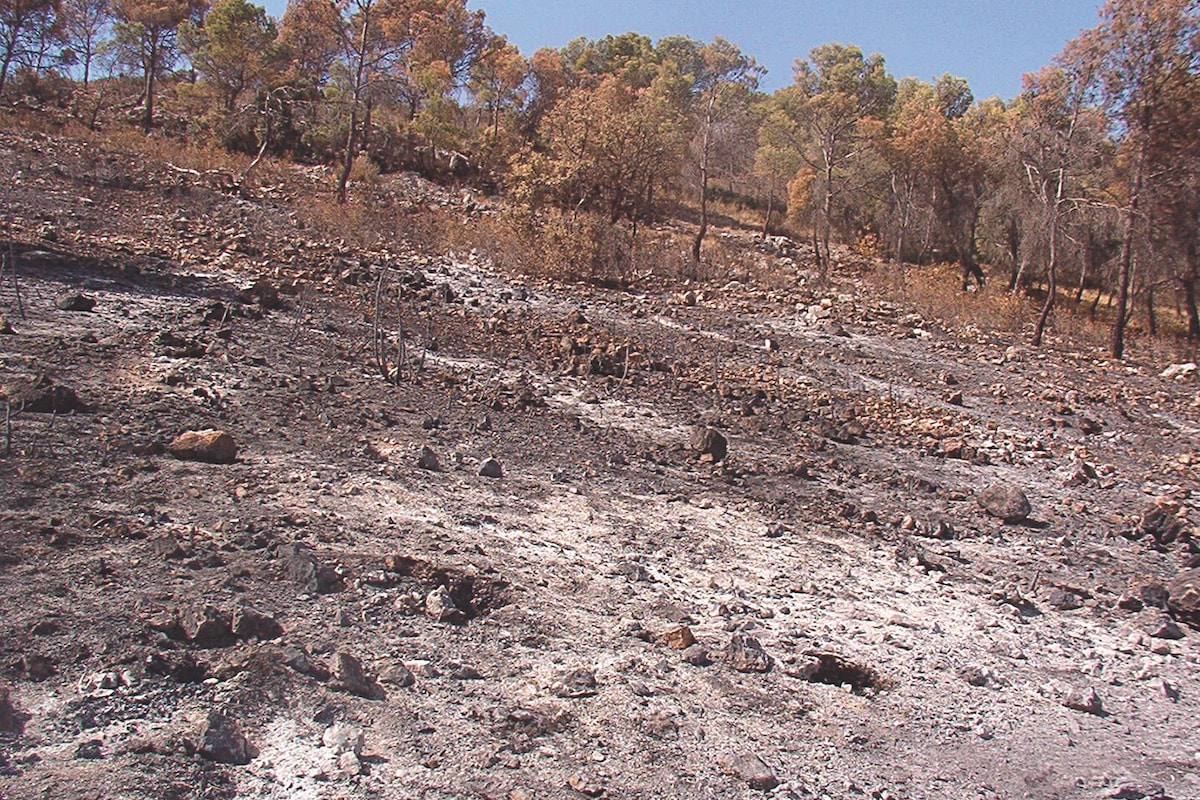 El Pinós (Alacant) una setmana després de l’incendi de 2003
