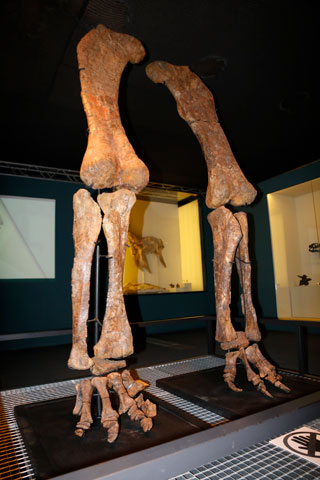 titanosaure de morella
