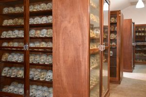 col·leccions osteològiques