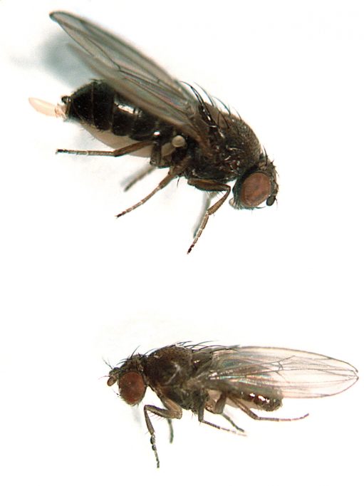 Exemplars de Drosophila subobscura