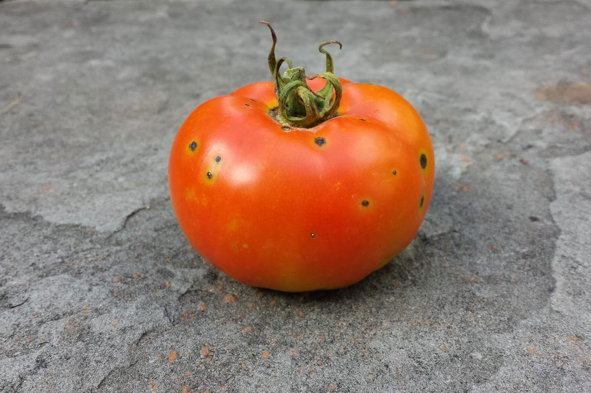 Cultius resistents tomaca
