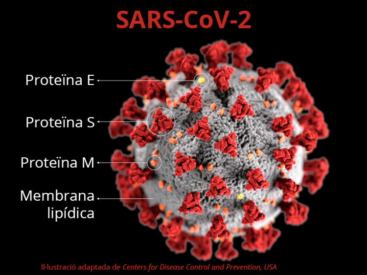 esquema coronavirus sars-cov-2
