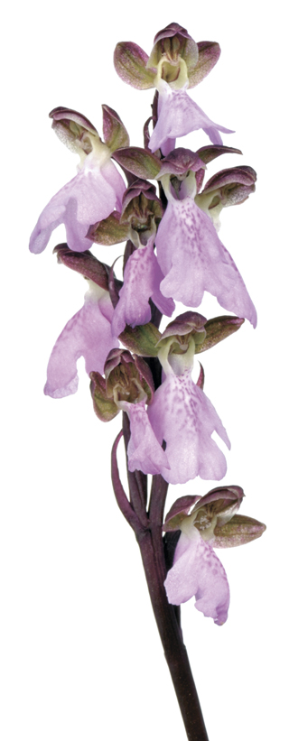 orquídia puig major