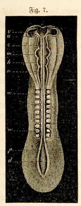 Embrió - Article Haeckel