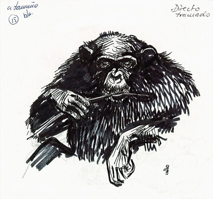 Dibuix de Jordi Sabater Pi d'un ximpanzé que s’alimenta dels tèrmits.