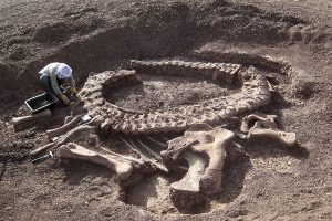 Excavació del dinosaure sauròpode Spinophorosaurus nigerensis el 2007 a les proximitats d’Agadez (Níger).
