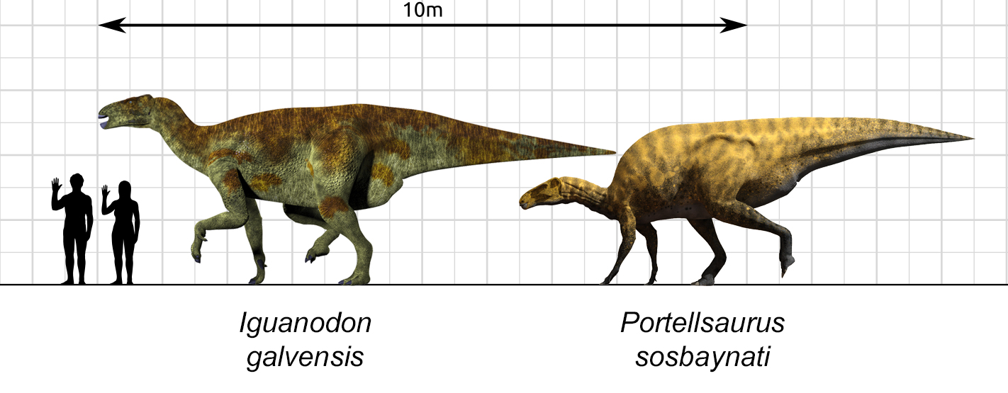 Reconstruccions dels hadrosauriformes Iguanodon galvensis i Portellsaurus sosbaynati