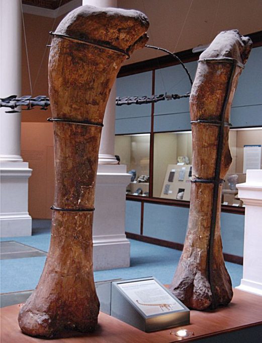 Figura 2. Holotip d’Antarctosaurus gegants al Museu de la Plata (Argentina). Aquest hauria de ser un dels sauròpodes més grans, amb un pes corporal d’unes 69 tones.