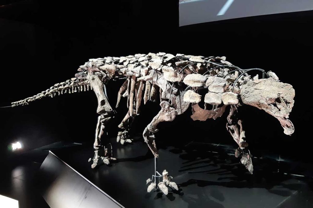 Esquelet original de l’anquilosaure Europelta carbonensis de l’Albià d’Ariño (Terol) i exposat a Dinópolis