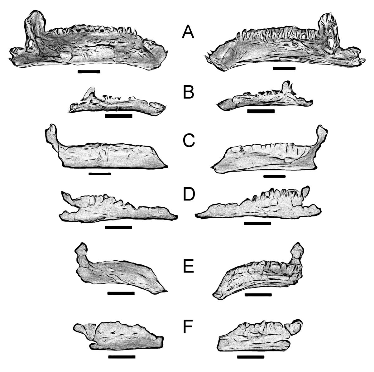 mandibules de diversos ornitòpodes hadrosauriformes