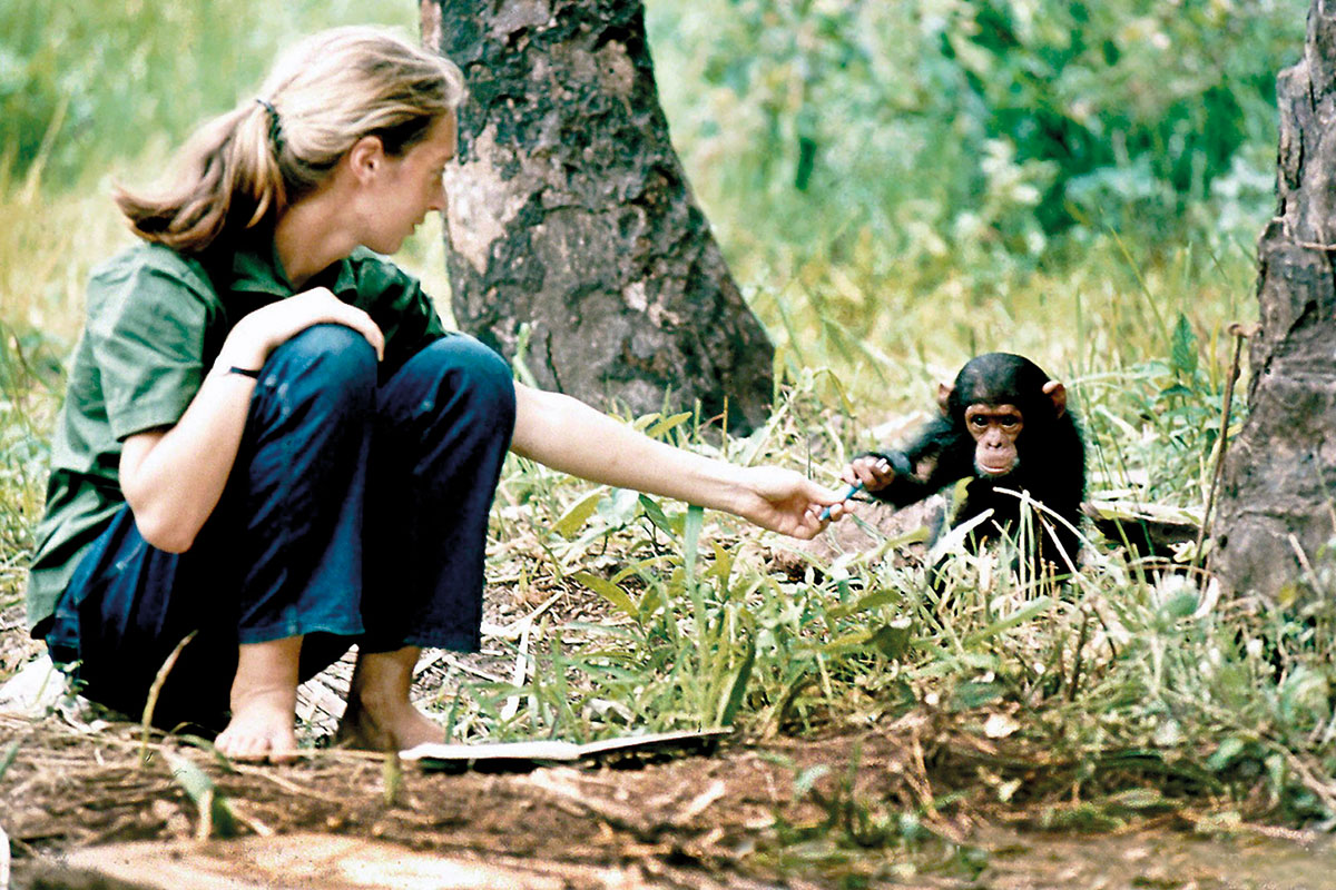 Jane Godall amb el ximpanzé Flint al Parc Nacional de Gombe, a Tanzània.