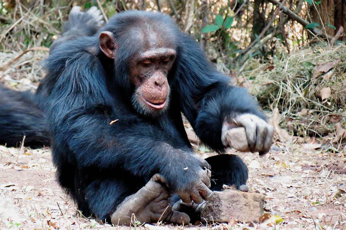 ximpanzé