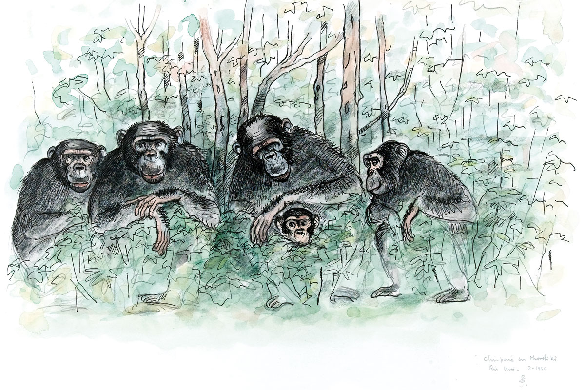 Primats. Il·lustració: Jordi Sabater Pi