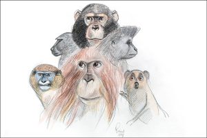 Il·lustracions de primats de Jordi Sabater Pi