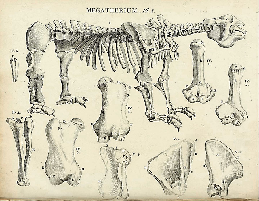 Dibuix d'un fòssil sud-americà amb el nom de Mega­therium