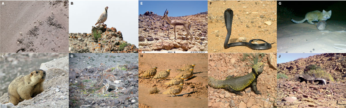 fauna del desert