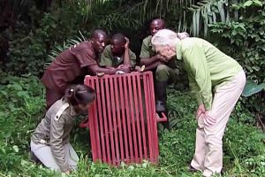 Jane Goodall amb una gàbia d'un ximpanzé