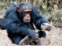 ximpanzé