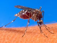 Aedes_aegypti_portada