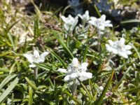 Flor de neu (Leontopodium alpinum), localització reservada. © Francesc Rodríguez
