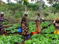 dones agrícoles davant canvi climàtic